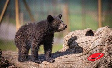 سرنوشت توله خرس گمشده پردیسان/ ضعف از ما بود که دوربینگذاریها دقیق نبود