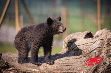 سرنوشت توله خرس گمشده پردیسان/ ضعف از ما بود که دوربینگذاریها دقیق نبود