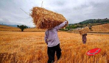 تغییر قیمت گندم جدی شد؟/ گندمکاران حتما بخوانند