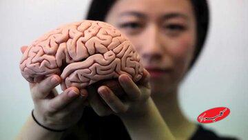 چه کنیم مغزمان جوان‌ بماند؟