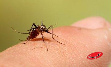 آمار جدید ابتلا به تب دنگی در کشور/ پشه آئدس در کدام استانها دیده شده است؟