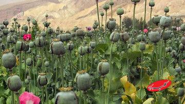 زمان کشت گیاهان مخدر پایه در ایران اعلام شد/ پیشنهاد کشت شقایق الیفرا و شاهدانه به رئیسجمهور