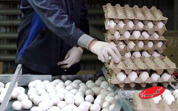 فروش تخممرغ به بالاتر از این قیمت تخلف است/ خریداران بخوانند