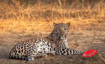 مشاهده یک قلاده پلنگ ایرانی در نزدیکی تهران/ عکس