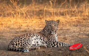 مشاهده یک قلاده پلنگ ایرانی در نزدیکی تهران/ عکس