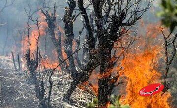 واکنش محیط‌ زیست درباره جنگل‌های الیت: هنوز درگیر آتش هستیم/ میزان خسارت درختان سوخته، حدود ۲۰ درصد است/ وسعت حریق بین ۱۵۰ تا ۱۸۰ هکتار برآورد می‌شود