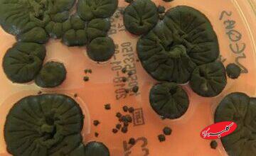 موجودی عجیب که خوراکش رادیواکتیو است! / هیولای چرنوبیل