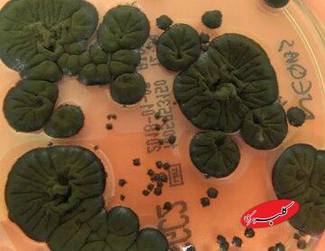 موجودی عجیب که خوراکش رادیواکتیو است! / هیولای چرنوبیل