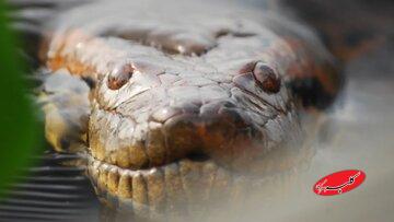 این مار عظیم‌الجثه‌ ۱۲ میلیون سال بدون تغییر باقی مانده