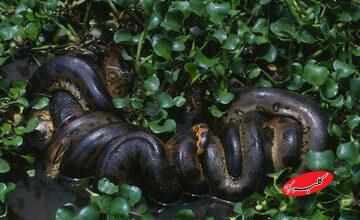 آناکوندای ۱۲ میلیون‌ساله/ مار غول‌پیکری که هرگز کوچک نشد