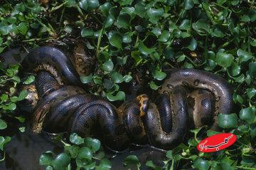 آناکوندای ۱۲ میلیون‌ساله/ مار غول‌پیکری که هرگز کوچک نشد