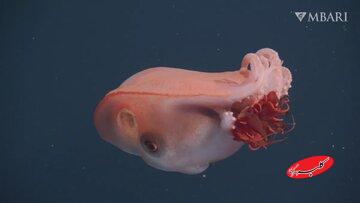 هیولای ژله‌ای اعماق دریا پیدا شد /عکس