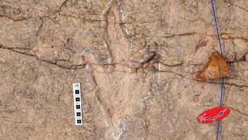 دانشمندان ۱۶ هزار ردپای دایناسور را در بولیوی ثبت کردند