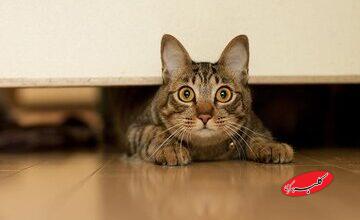 ببینید | اقدام عجیب اما خنده‌دار یک گربه هنگام وحشت از یک مارمولک!