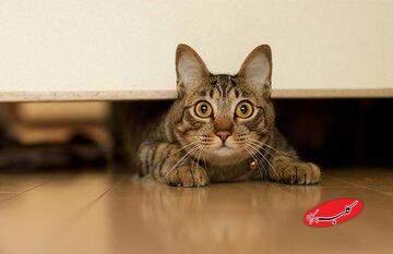 ببینید | اقدام عجیب اما خندهدار یک گربه هنگام وحشت از یک مارمولک!