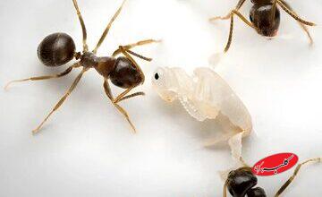 فداکاری بی‌نظیر / سربازانی که برای نجات کلونی جان می‌دهند