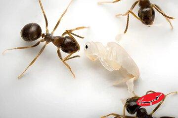 فداکاری بی‌نظیر / سربازانی که برای نجات کلونی جان می‌دهند