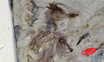 این پرنده با بیش از ۸۰۰ سنگ در گلویش خفه شده / عکس