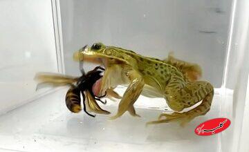 زنبورهای قاتل کابوس جانوران دیگر هستند؛ اما قورباغههای بیباک برکه آنها را یک لقمه میکنند