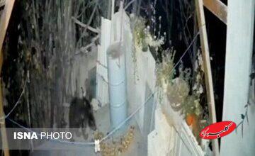 حضور غیرمنتظره خرس در منزل مسکونی