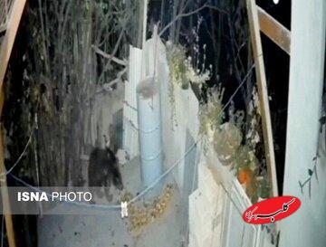 حضور غیرمنتظره خرس در منزل مسکونی