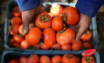 ماجرای ترسناک «خرمالو» در اتاقهای عمل مشهد