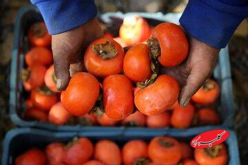 ماجرای ترسناک «خرمالو» در اتاقهای عمل مشهد