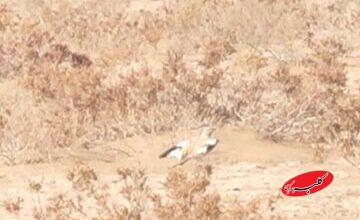 برای نخستین بار؛ ثبت و مشاهده چکاوک هدهدی در این استان/ عکس