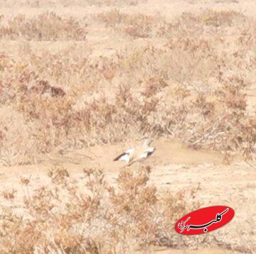 برای نخستین بار؛ ثبت و مشاهده چکاوک هدهدی در این استان/ عکس