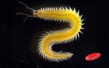 چشمی که هرگز پیر نمی‌شود