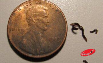 تنها حشره قطب جنوب پلاستیک میخورد / کشف تکاندهنده زنگخطر را به صدا درآورد