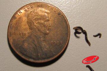 تنها حشره قطب جنوب پلاستیک میخورد / کشف تکاندهنده زنگخطر را به صدا درآورد