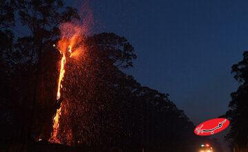 ببینید | تصاویر اختصاصی خبرآنلاین از آتشسوزی یک درخت در اتوبان نیایش