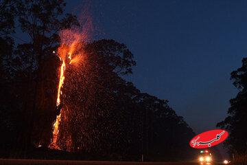 ببینید | تصاویر اختصاصی خبرآنلاین از آتشسوزی یک درخت در اتوبان نیایش