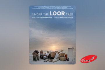 مستند «زیر درخت لور»؛ نگاهی انسانی به مهاجرت و تلاش برای زندگی بهتر