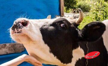 خبر فوری برای دامداران / واکسن تب برفکی وارد ایران شد!