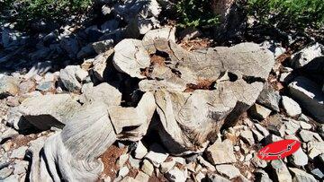 قطع کردن درخت ۵ هزار ساله با یک اشتباه شوکآور / مرگ دردناک درختی که قبل از اهرام مصر متولد شده بود