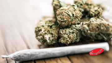 عوارض تکاندهنده مخدر گل؛ از قتل و خودکشی تا بستری شدن در تیمارستان/ دسترسی به این مخدر خطرناک در کشور کمتر از ۱۰ دقیقه است