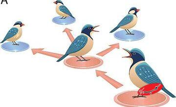 حیوانات هم فیک نیوز منتشر میکنند / کشف راز اطلاعات غلط در طبیعت