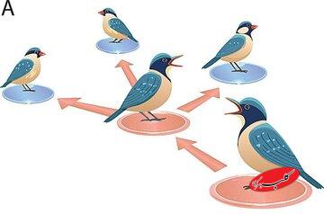 حیوانات هم فیک نیوز منتشر می‌کنند / کشف راز اطلاعات غلط در طبیعت