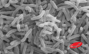 شیوع وبا در همسایگی ایران/ آمار جان باختگان