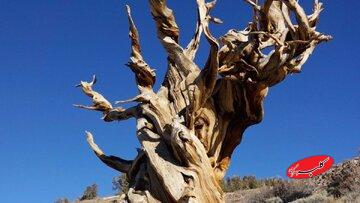 قدیمیترین موجود زنده زمین که توسط انسان از بین رفت