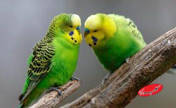 پرندهها چگونه دوست پیدا میکنند؟