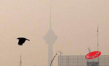 آلودگی هوای تهران؛ بحران مشترکِ شهر و طبیعت/ پرندگان مهاجر تهران را دور میزنند/ گنجشکها کجا رفتند؟/ جمعیت کدام پرنده در تهران بیشتر شده؟