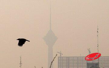 آلودگی هوای تهران؛ بحران مشترکِ شهر و طبیعت/ پرندگان مهاجر تهران را دور میزنند/ گنجشکها کجا رفتند؟/ جمعیت کدام پرنده در تهران بیشتر شده؟