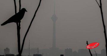 کاهش محسوس جمعیت گنجشکها در تهران/ پرندگان مهاجر تهران را دور میزنند