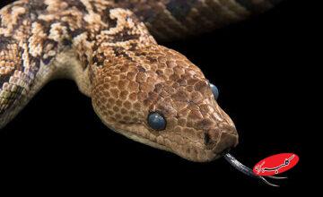 مارهای ترسناکی که مثل گرگ شکار میکنند / آنچه در غار کشف شد، جهان را شگفتزده کرد