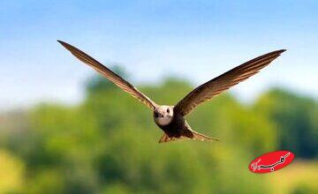 پرندهای که میتواند ۱۰ ماه بدون توقف در آسمان باقی بماند
