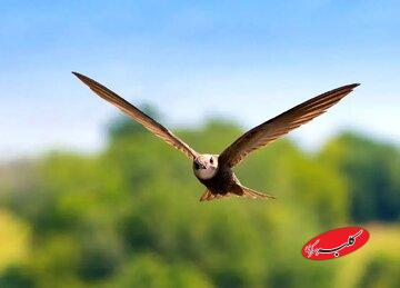 پرندهای که میتواند ۱۰ ماه بدون توقف در آسمان باقی بماند