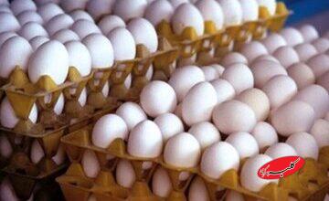 قیمت جدید تخم مرغ اعلام شد/ کاشانی: بالاتر از این قیمت، پول تخم مرغ ندهید!